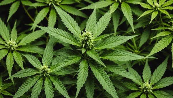 Test weed side story : avis et guide d'expertise